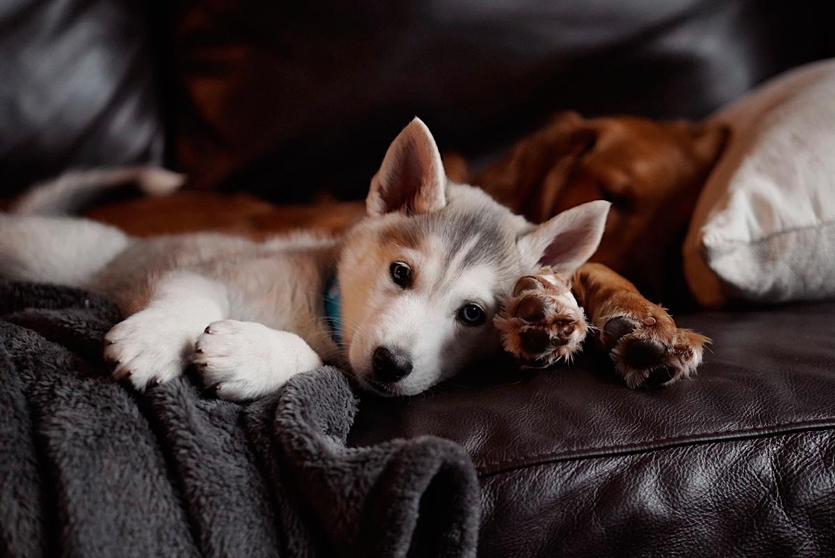 perro acostado en un sillón